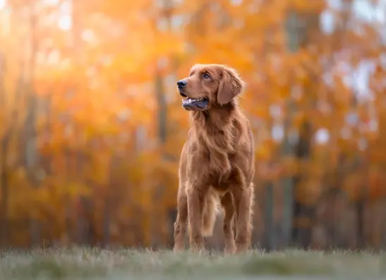 Pet insurance